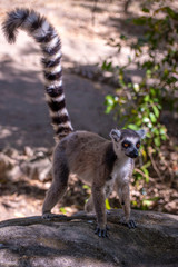 Ring Tailed Lemur  kata ,Portrait,Close up Ring-tailed lemur, Madagascar