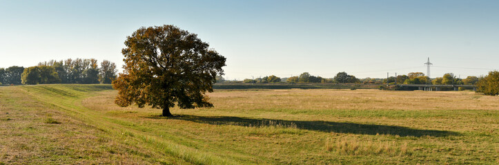 Solitärbaum