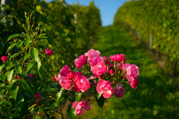 Rosenstrauch im Weinberg, Südsteiermark, Österreich