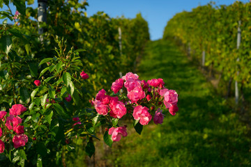 Rosenstrauch im Weinberg, Südsteiermark, Österreich