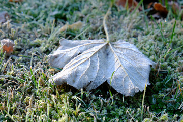 Ahornblatt nach dem ersten Bodenfrost