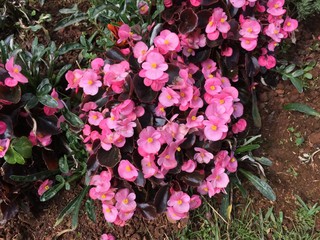 pink flowers in the garden