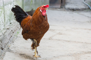 cock stands on one leg