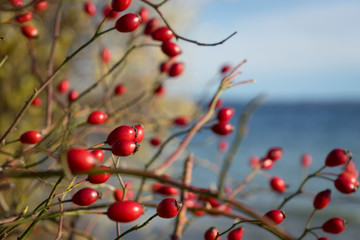 Hagebuttenstaruch im Herbst