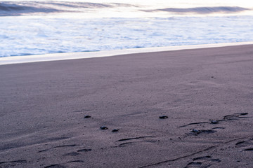 baby sea turtles in Monterrico Guatemala