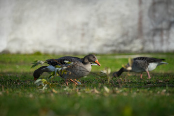 Stockenten