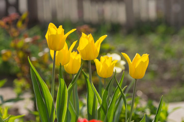 Obraz premium group of beautiful tulips, yellow tulips