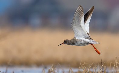 Common Redshank lapwing in fast flight over dry grass and water pond with fully stretched wings legs and tail