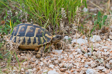 terrestrial turtle on a stony road and green grass