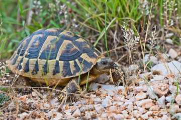 terrestrial turtle on a stony road and green grass