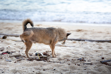 Brown dog peeing at the beach and the sea.