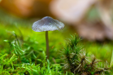 a close-up shot of a mushroom on green moss