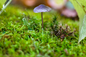 a close-up shot of a mushroom on green moss