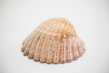 Close up of seashell on white background.