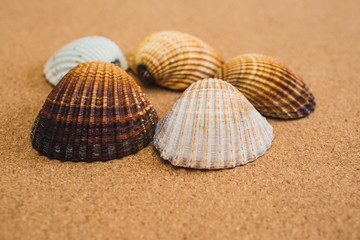 Close up of seashells on a brown background