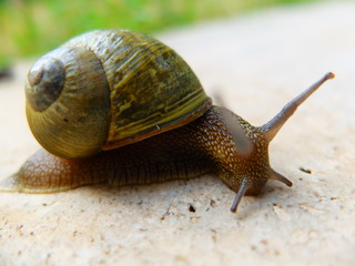 lumaca