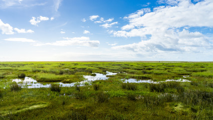 Salzwiesen im Naturschutzgebiet