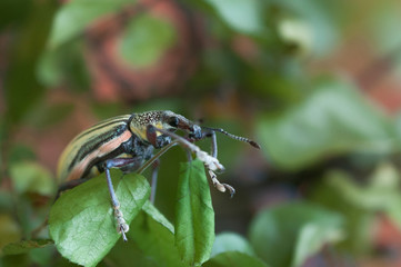 Charençon insecte ravageur des végétaux.