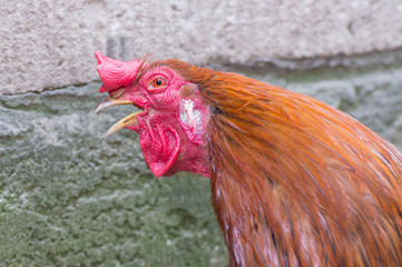 Cock-A-Doodle-Doo, rooster sings