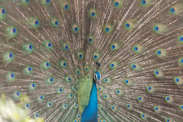 Obraz premium peacock dissolved the tail