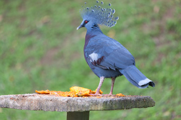 pigeon in park