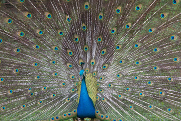 Naklejka premium peacock dissolved the tail