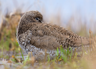 Close photo of Common Redshank as he rests on the ground with his beak under a wing