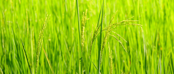 Green ear of rice in paddy rice field