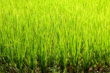 Fototapeta na wymiar Green ear of rice in paddy rice field