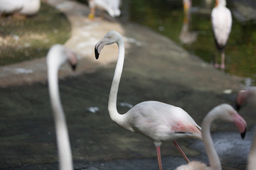 flamingos by the water