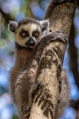 Ring Tailed Lemur  kata ,Close up Ring-tailed lemur, Madagascar