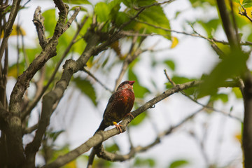 bird on a branch