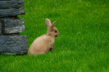 Small brown cotton hare on the grass, Alaska
