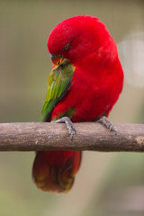 red parrot on a branch