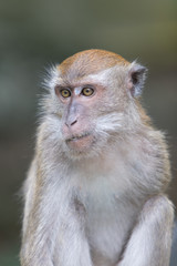 monkey closeup
