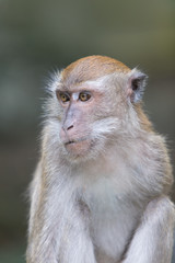 closeup of a monkey