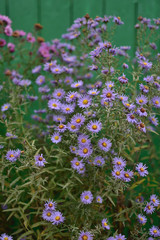Obraz premium Aster Symphyotrichum novae-angliae on a vintage green wooden background