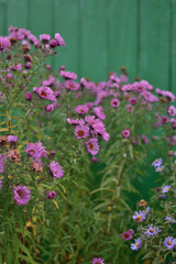 Symphyotrichum novi-belgii asters on a vintage green wooden background