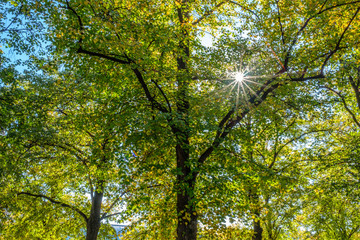 Laubbaum Baum Laub mit Sonnenstrahlen der Sonne