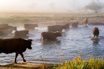 Przeprawa krów przez Narew © podlaski49