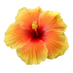 Yellow Hibiscus on white background with path