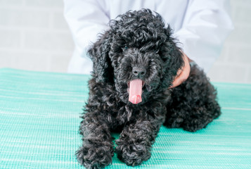 veterinarian at vet clinic are examining little dog,
