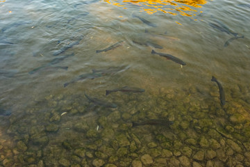 Forellen im Wasser See