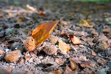 Bucheckern und Blatt im Herbst auf Waldboden