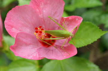 Grasshopper on Pink Hibiscus