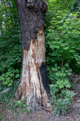 Angebrannter Baum