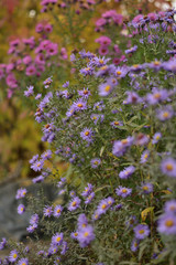 Symphyotrichum novi-belgii and Symphyotrichum novae-angliae asters on a vintage background of autumn foliage