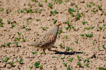 Grey partridge (Perdix perdix), Latvia, spring
