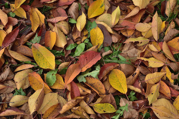autumn leaves background