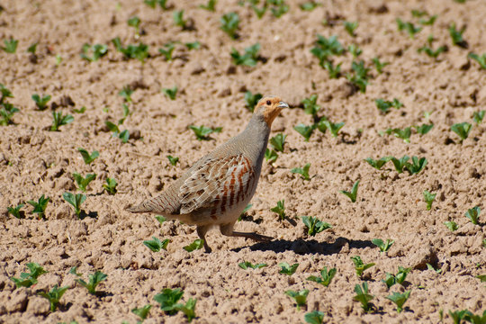 Grey Partridge (Perdix Perdix), Latvia, Spring